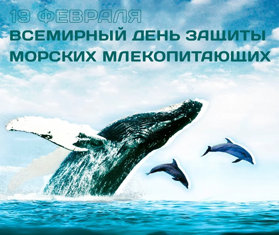 19 Февраля Всемирный день защиты морских млекопитающих. Всемирный день защиты морских млекопитающих и Всемирный день китов. 19 Февраля Всемирный день китов и морских млекопитающих. День защиты китов 19 февраля.