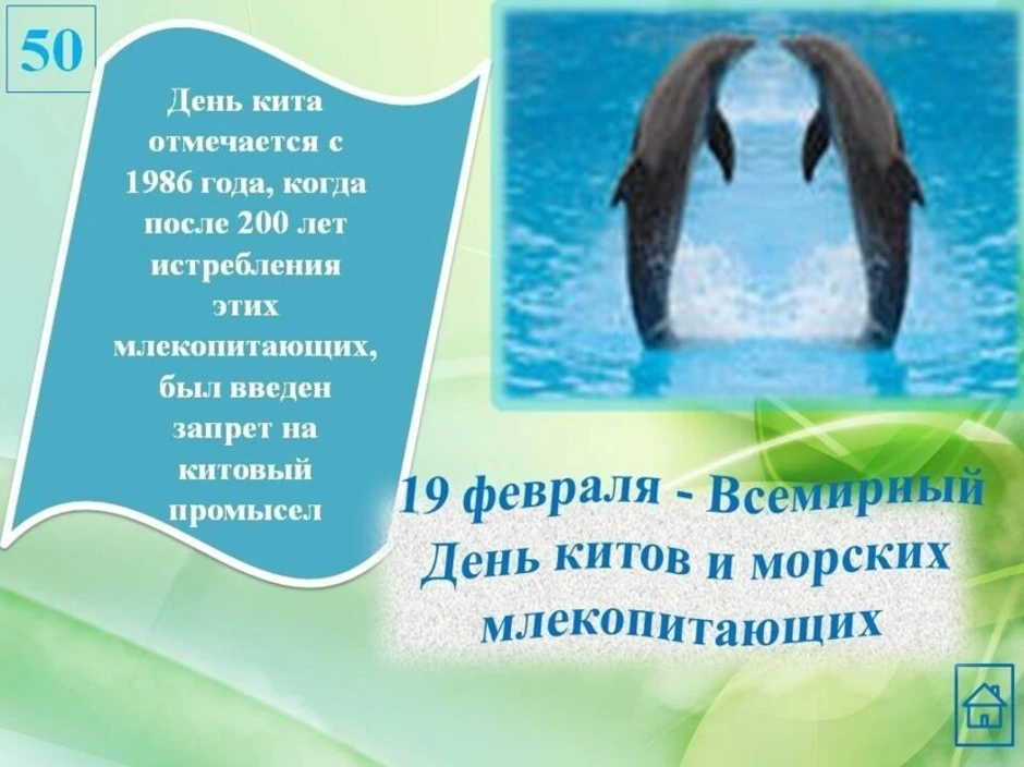 Всемирный день защиты морских млекопитающих (день кита). 19 Февраля Всемирный день защиты морских млекопитающих. 19 Февраля день защиты морских млекопитающих день. 19 Февраля Всемирный день китов и морских млекопитающих.