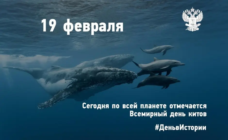 12 января 19 февраля. Всемирный день китов (день защиты морских млекопитающих). Всемирный день китов 19 февраля. 19 Февраля Всемирный день защиты морских млекопитающих. День кита 19 февраля.