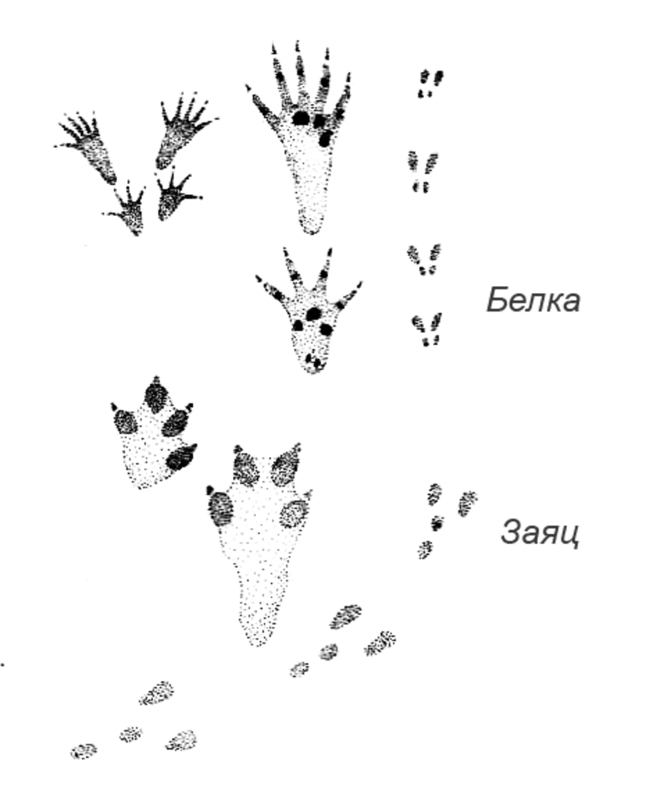 Следы белки на снегу картинки. Картина следы зайца. Следы зайца на снегу. Следы белки картинки для детей. Следы животных белки.
