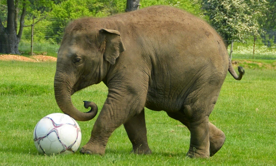 Спина слона. Животные Индии. Африканский и индийский слон. Порода слоновых зверей. Чем отличается индийский слон от африканского 1
