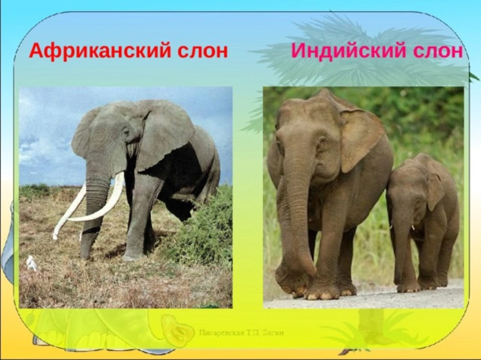 Африканский и индийский слон. Индийский и Африканский слон отличия. Слон Африканский и индийский разница. Индийские слоны и африканские слоны. Чем отличается индийский слон от африканского 1