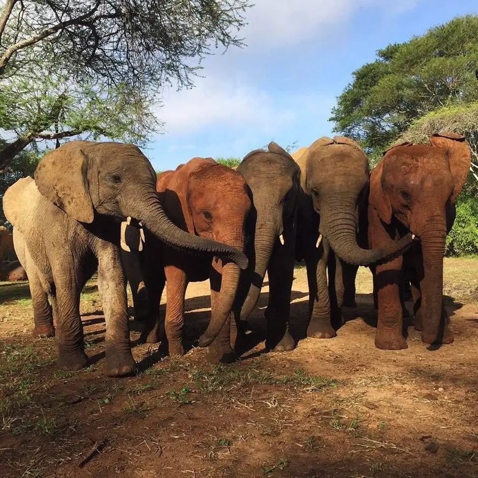 Африканский слон. Африканский и индийский слон. Индийские слоны. Место обитания слонов. Какой тип развития характерен для африканского слона