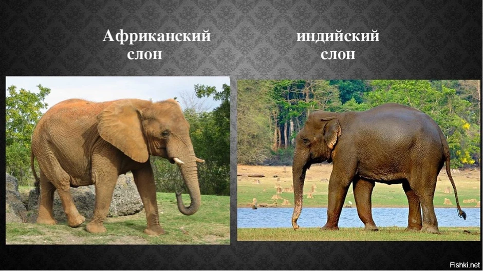 Африканский и индийский слон. Африканский и индийский слон различия. Индийские слоны и африканские слоны. Африканский и индийский слон сравнение. Чем отличается индийский слон от африканского 1