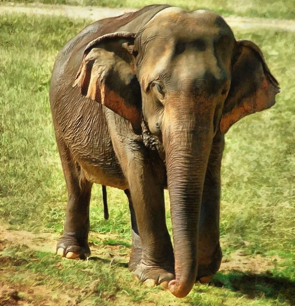 Как отличить африканского слона. Африканский и индийский слон. Азиатский индийский слон. Индийские слоны и африканские слоны. Африканские и азиатские слоны.