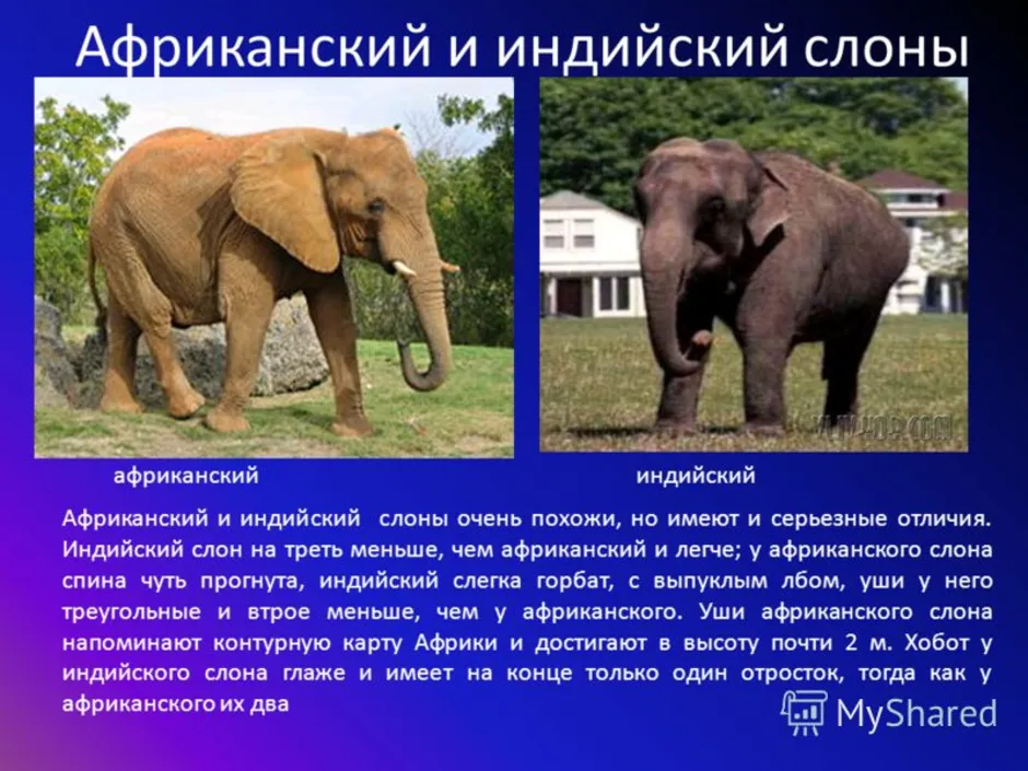 Слоны какой слон крупнее