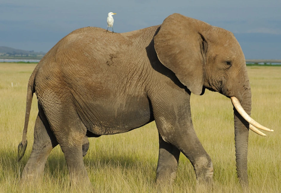 Африканский слон определить. Африканский слон и индийский слон. Индийские слоны. Слон и слониха отличие. Различие слонов индийских и африканских.