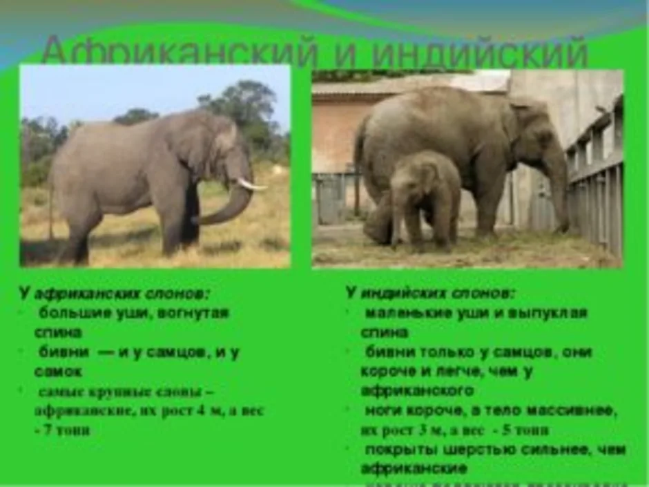 Как отличить африканского слона. Африканский и индийский слон различия. Отличие африканского слона от индийского. Африканские и индийские слоны отличия. Африканские слоны и индийские слоны отличия.
