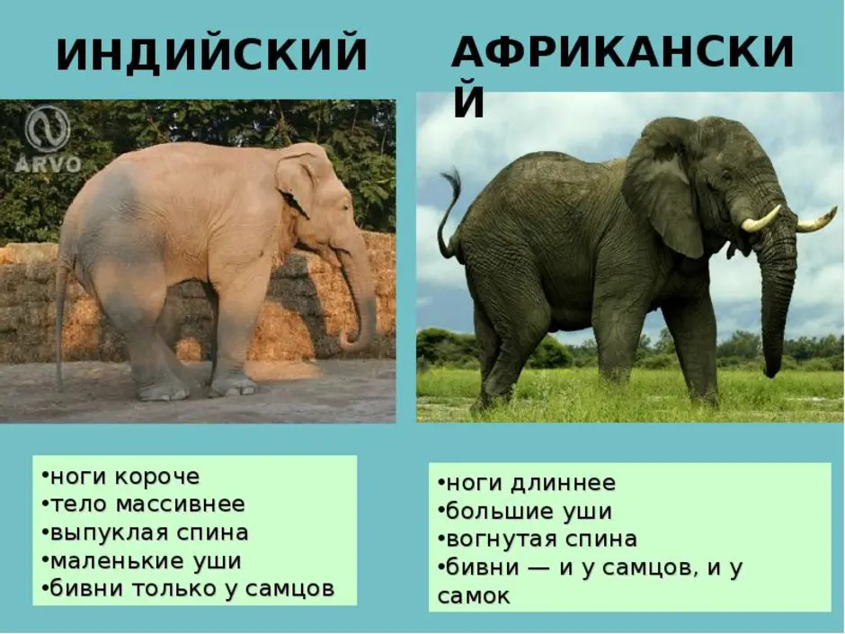Африканский слов и индийский слое. Африканский слон и индийский слон. Индийский и Африканский слон отличия. Африканский и индийский слон сравнение.