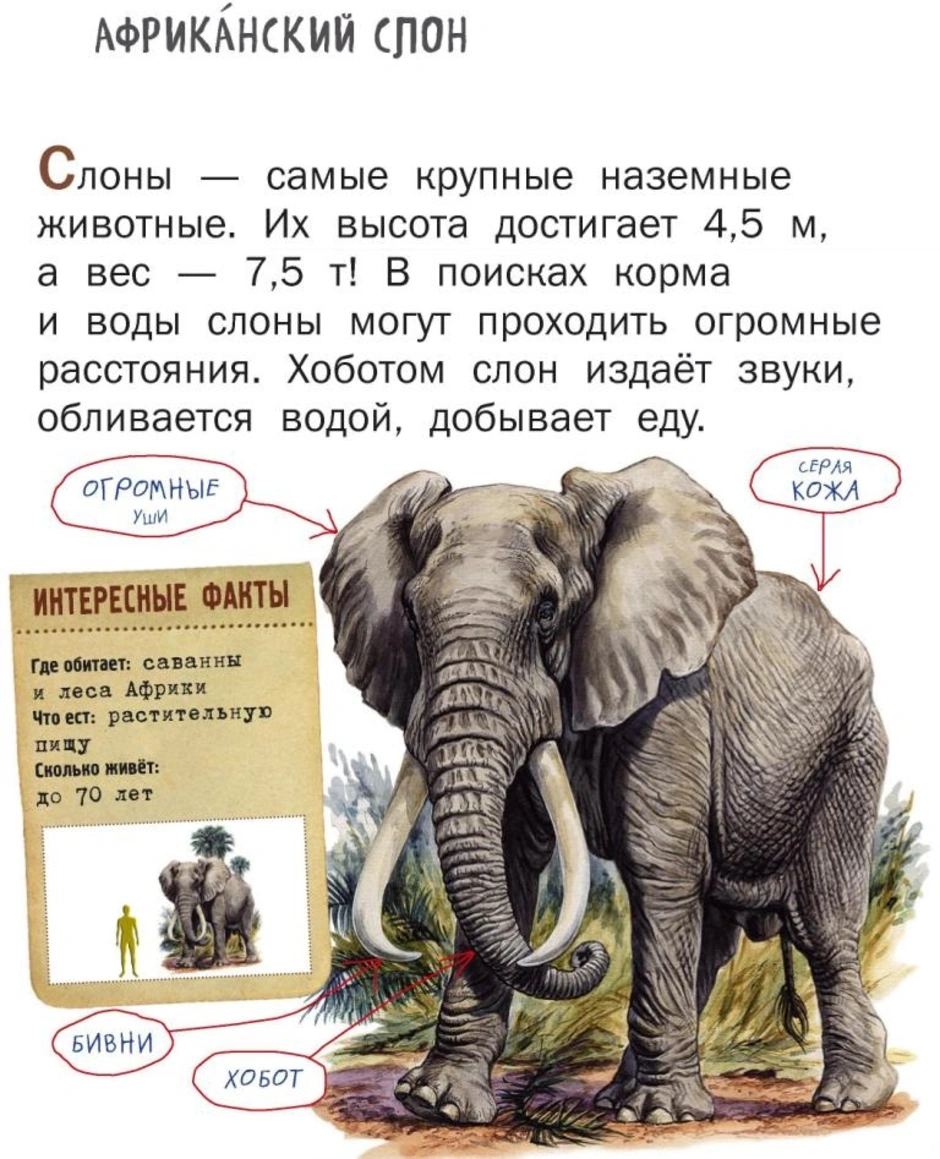 Африканский слон определить. Африканский слон. Африканские и индийские слоны. Африканский слон и индийский слон. Африканский слон Размеры.
