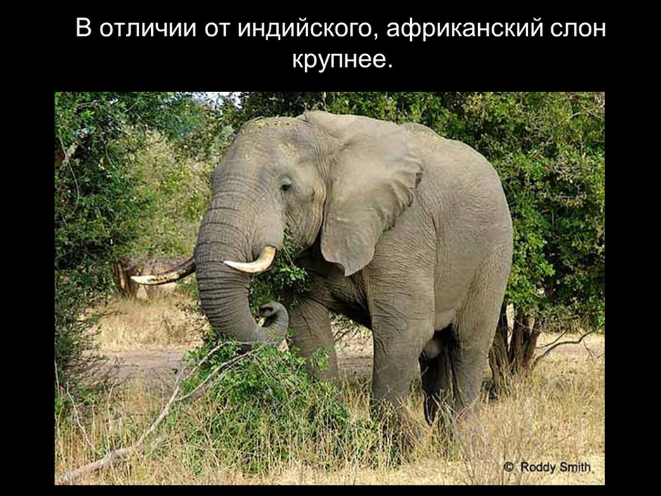 Африканский слон определить. Африканский слон и индийский слон. Африканский и индийский слон различия. Различие слонов индийских и африканских. Отличие африканского слона от индийского.