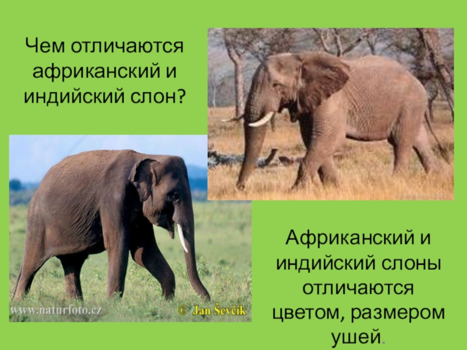 Как отличить африканского слона. Африканский и индийский слон. Индийский слон и Африканский слон отличия. Африканский слов и индийский слое. Индийские слоны и африканские слоны.