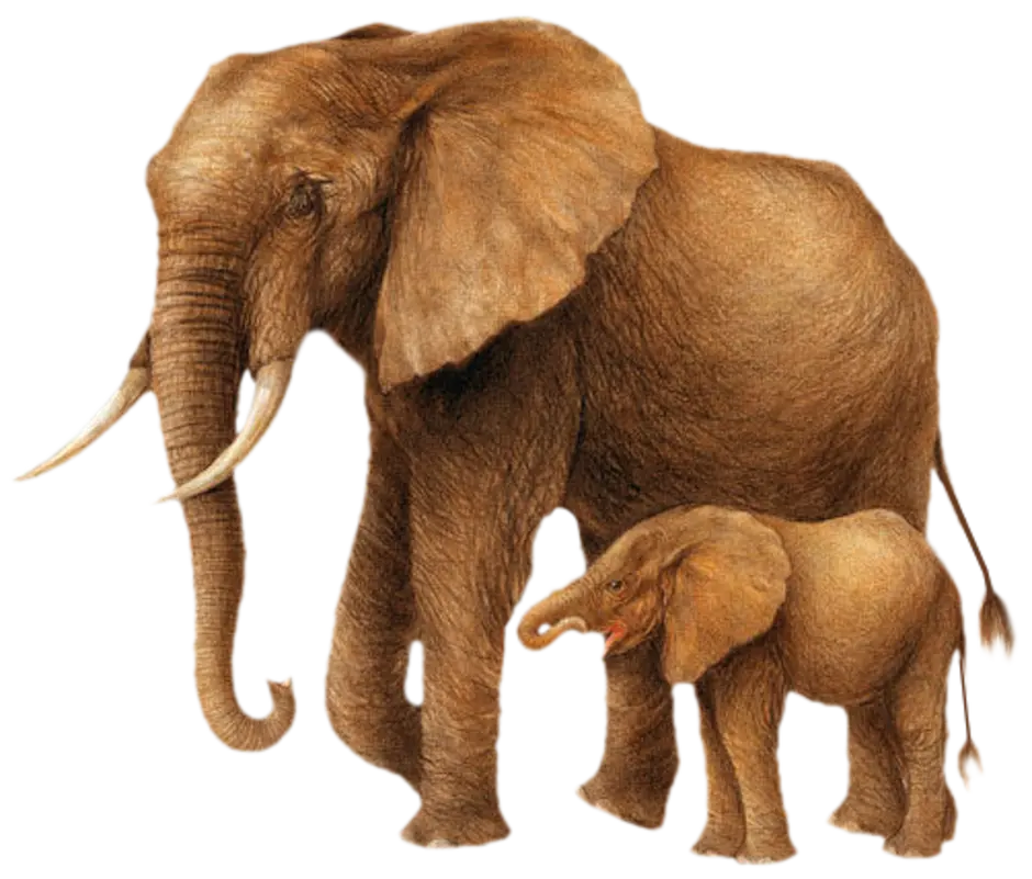 5 слоник. Слон. Слоны для детей на прозрачном фоне. Слоны на белом фоне. Слониха со слоненком.