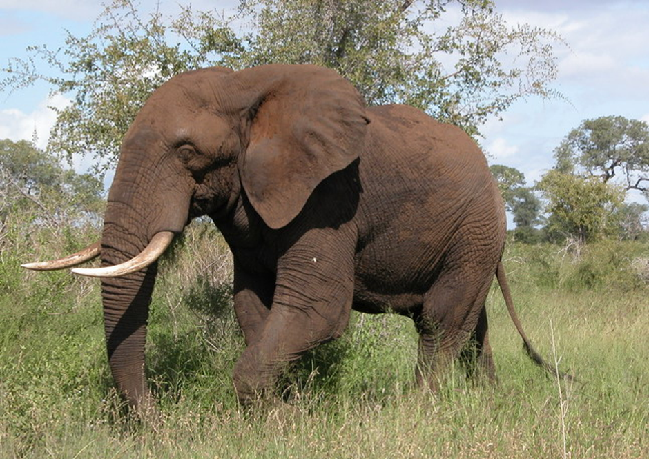 Внешний вид слонов. Хоботные индийский слон. Хоботные (млекопитающие). Африканский саванный слон. Отряд хоботные Эволюция.