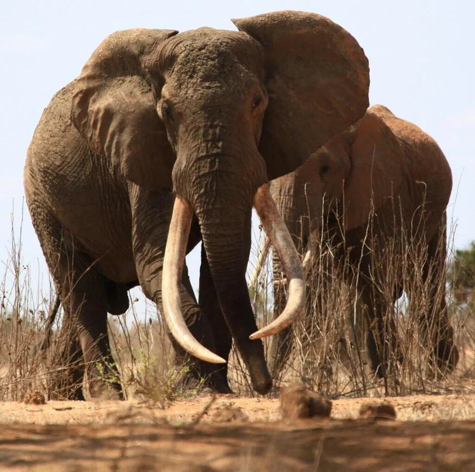 Внешний вид слонов. Самка слона. Африканский слон. Африканский слон (самка). Одомашненный Африканский слон.