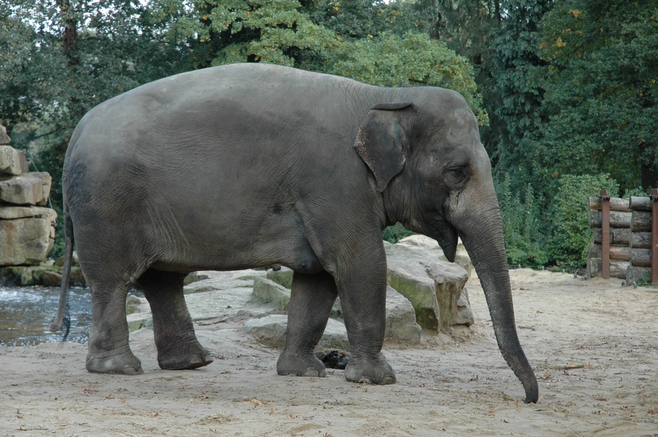 Внешний вид слонов. Африканский и индийский слон. Индийские слоны. Африканские и азиатские слоны. Африканский слон в зоопарке.