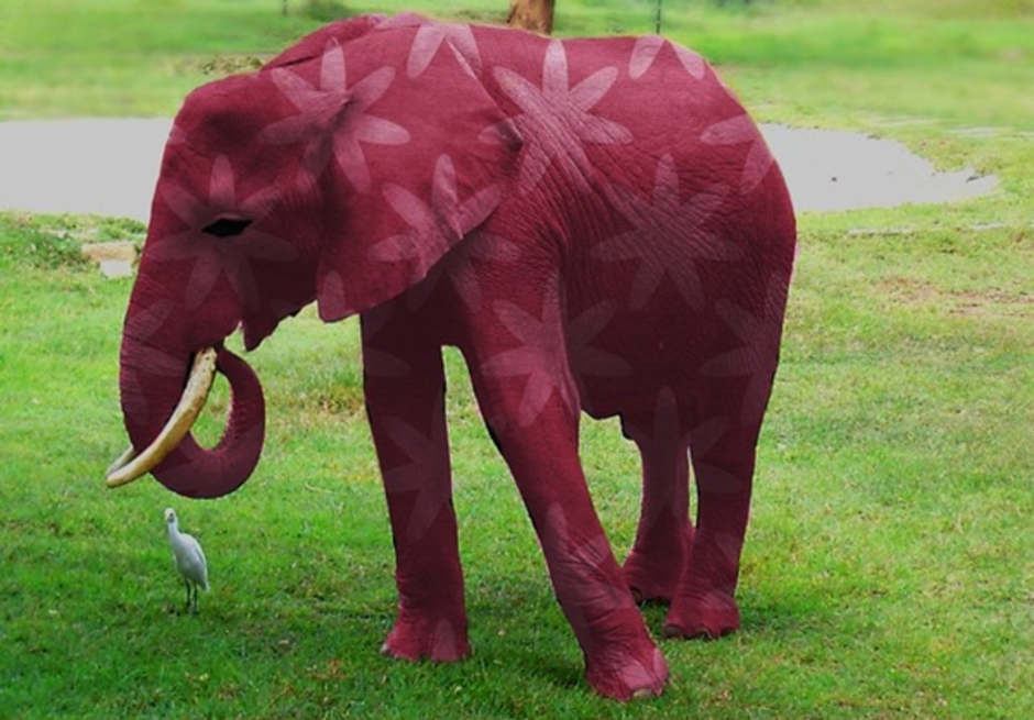 Elephant present. Розовый слон. Розовый Слоник. Розовые слоны. Цветные слоны.