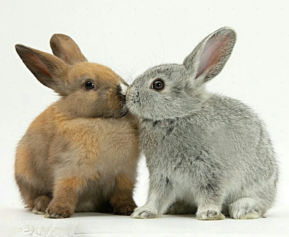 Зайку кролика. Влюбленные кролики. Два кролика. Кролики парочка. Кролики обнимаются.