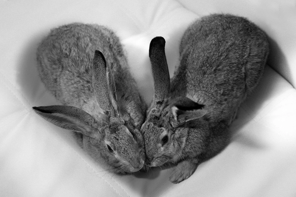 Зайка целует. Влюбленные КРОЛИКИКРОЛИКИ. Влюбленные кролики. Два кролика. Смешной заяц.