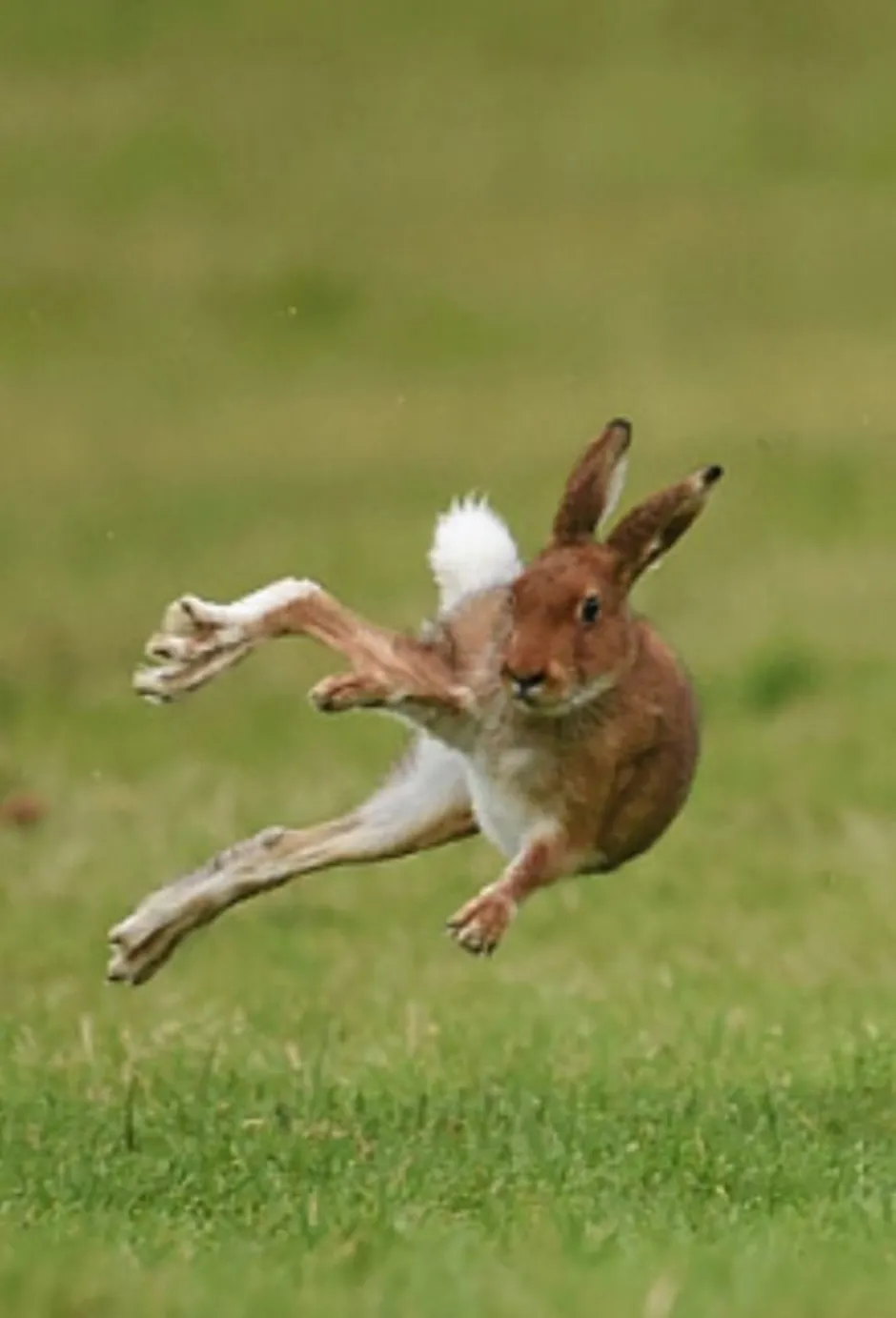 Зайчик убегает. Заяц Русак бежит. Заяц прыгает. Заяц убегает. Кролик прыгает.