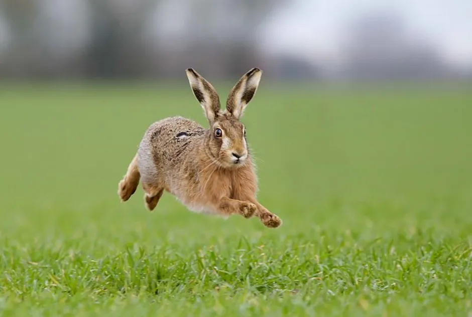 Заяц-Русак. Заяц Русак бег. Кролик бежит. Заяц прыгает.