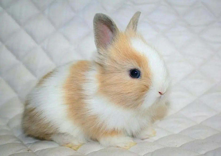 Карликовый кролик Баффи. Породы карликовых кроликов. Гермелин ангорский карликовый кролик. Кролик Баффи порода. Порода маленьких кроликов