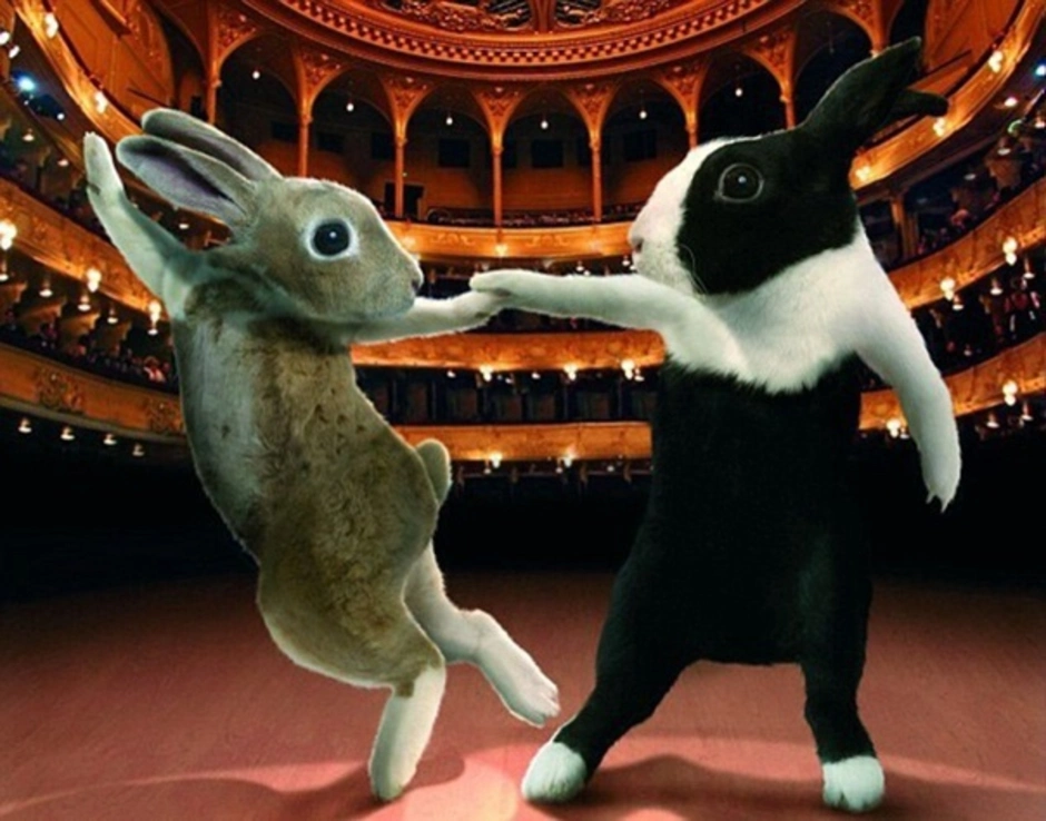Танцующие зайцы. Заяц танцует. Танцующий кролик. Танцующие кролики.