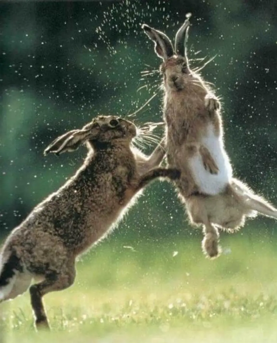 Смешной заяц. Заяц танцует. Заяц в прыжке. Танцующие зайцы.