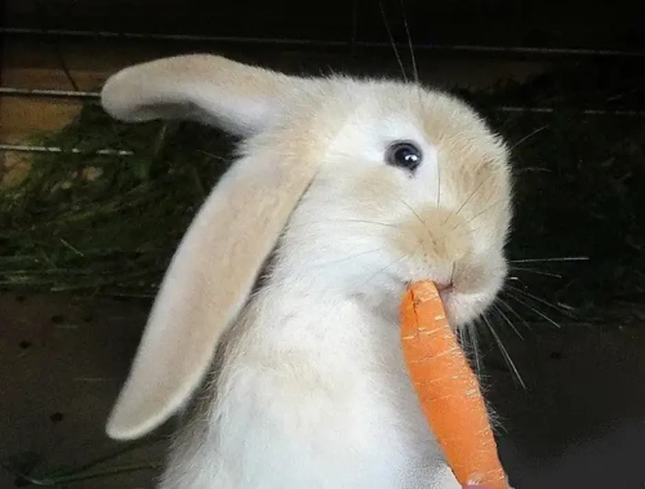 Зайчик морковь. Заяц морковь. Кролик с морковкой. Заяц кушает морковку. Зайчик с морковкой.