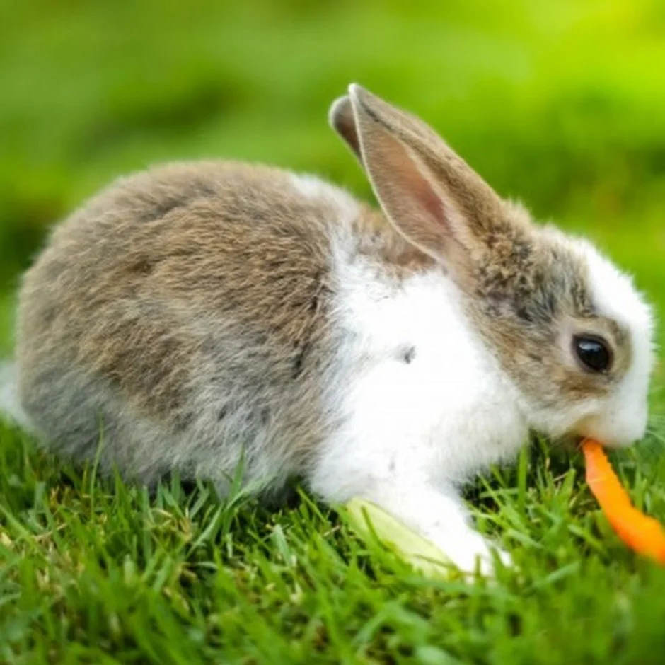 Разбери зайчик. Кролик. Кролик с морковкой. Зайчик ест морковку. Заяц кушает.