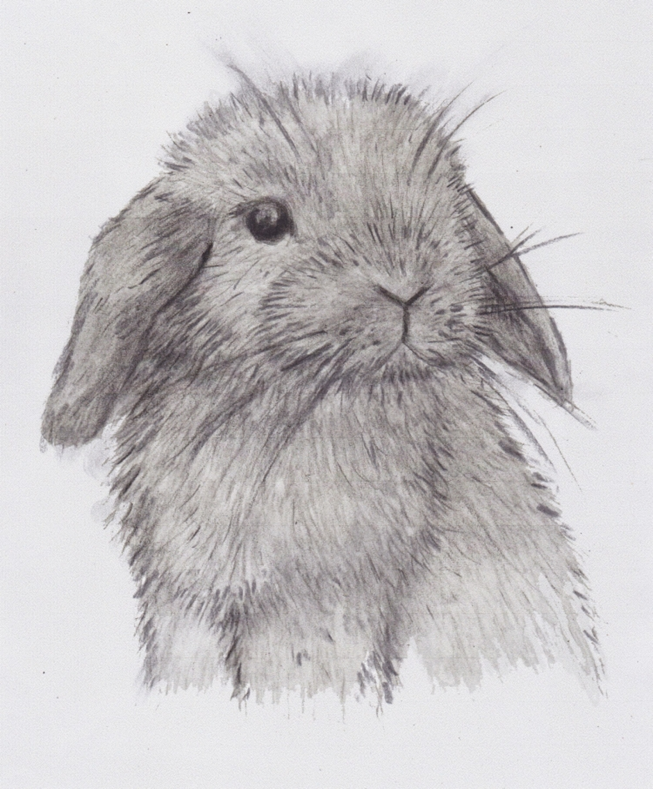 Нарисовать кролика карандашом. Кролик рисунок. Кролик рисунок карандашом. Зарисовки кролика карандашом. Рисунок кролика карандашом для срисовки.