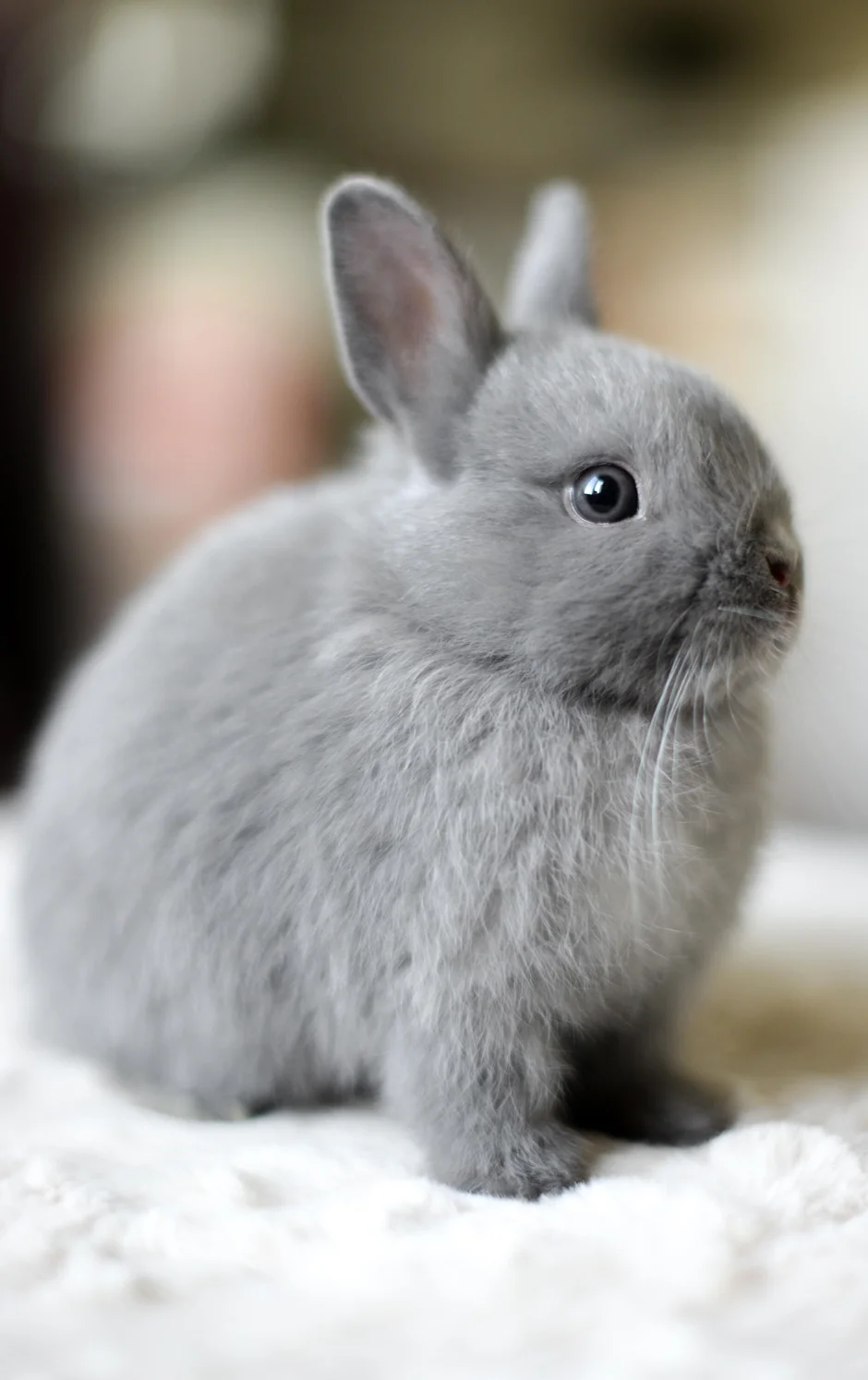 К чему снится кролик серый. Карликовый кролик минор. Карликовый кролик серый. Кролик Пигмей. Карликовый Русак кролик.