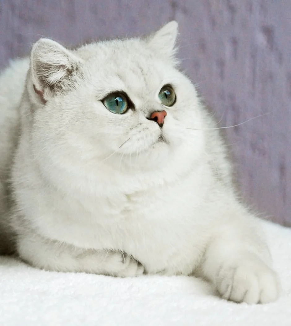 Серебристая шиншилла кошка. Британская Золотая шиншилла. Британский кот серебристая шиншилла. Британская длинношерстная шиншилла. Шиншилла порода кошек цена