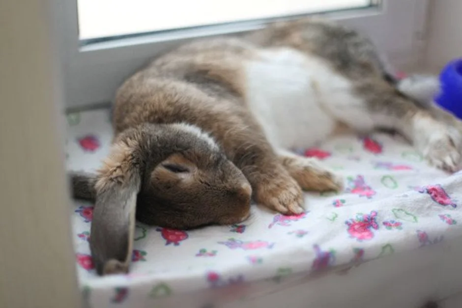 Уставшая зайка. Спящие зайцы. Кролик лежит. Спящие кролики.