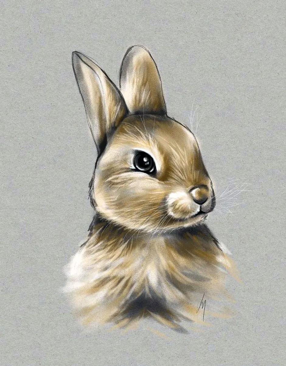 Заяц картинки нарисованные. Заяц рисунок. Кролик рисунок. Красивый заяц рисунок. Нарисовать зайца.