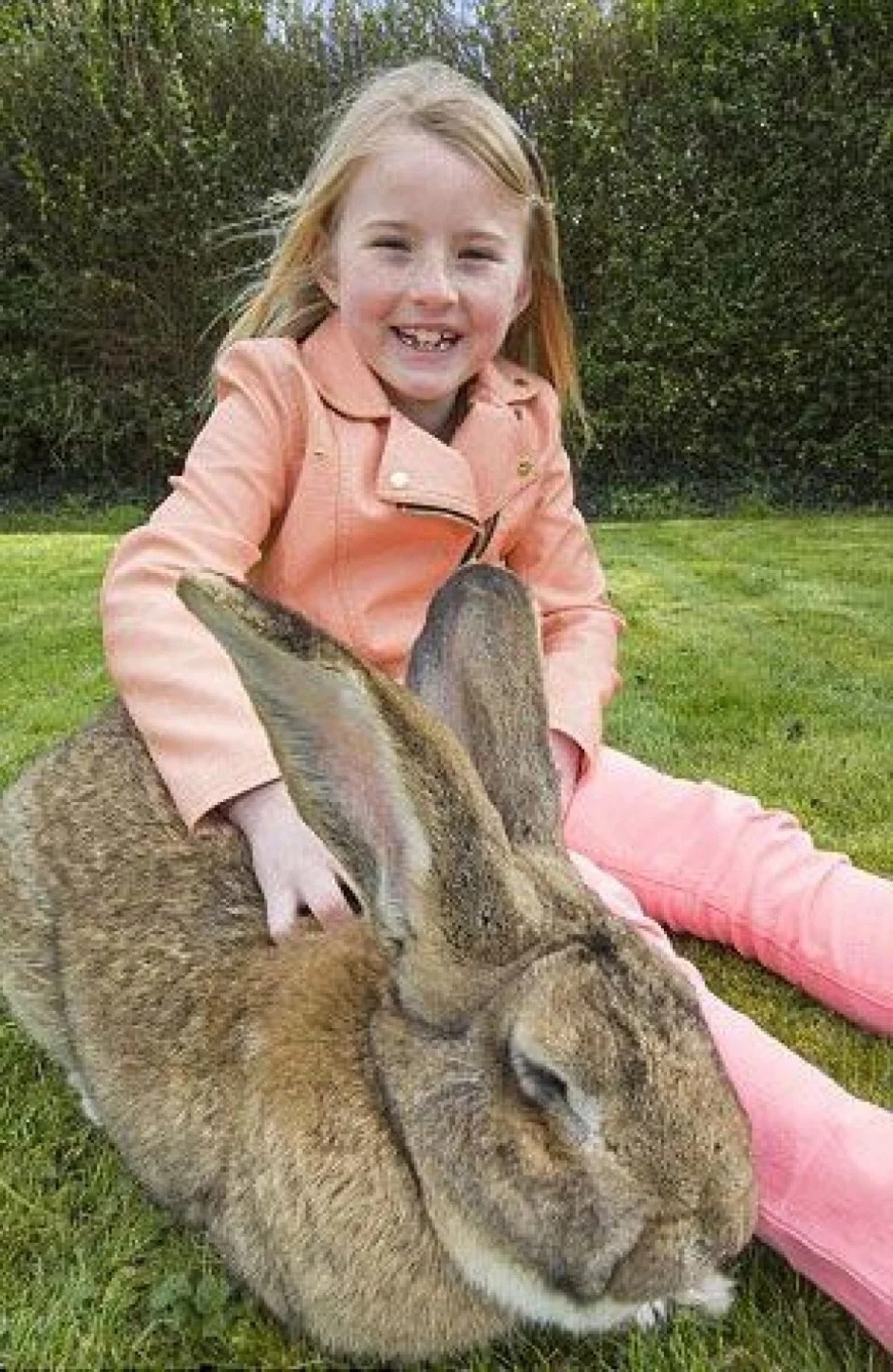 Большо. Гигантский кролик породы Фландр. Кролик континентальный гигант. Дариус - самый большой кролик в мире. Калифорнийский великан кролик.