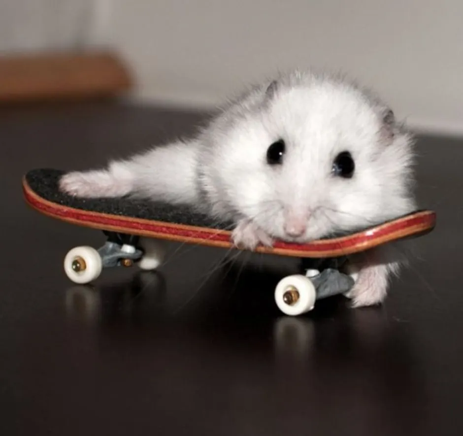 Sad hamster violin hamster. Веселые хомячки. Хомяк на аву. Милый хомячок. Крутой хомяк.