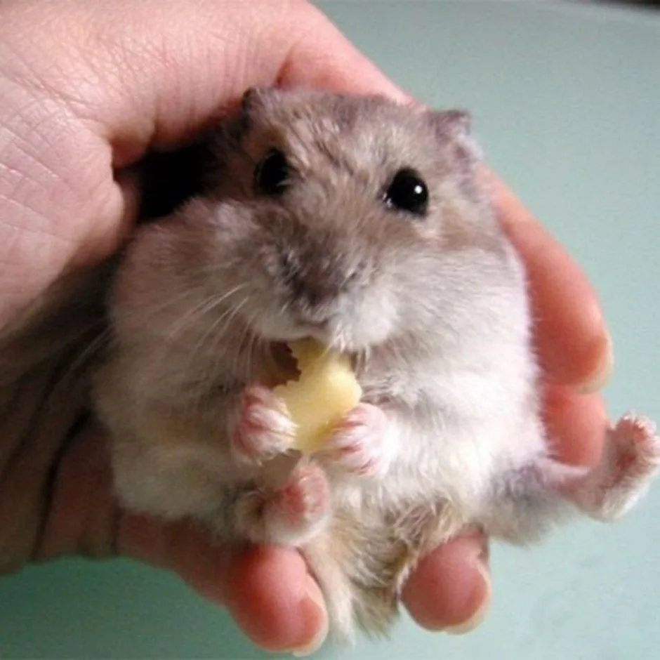 Hamster konbat