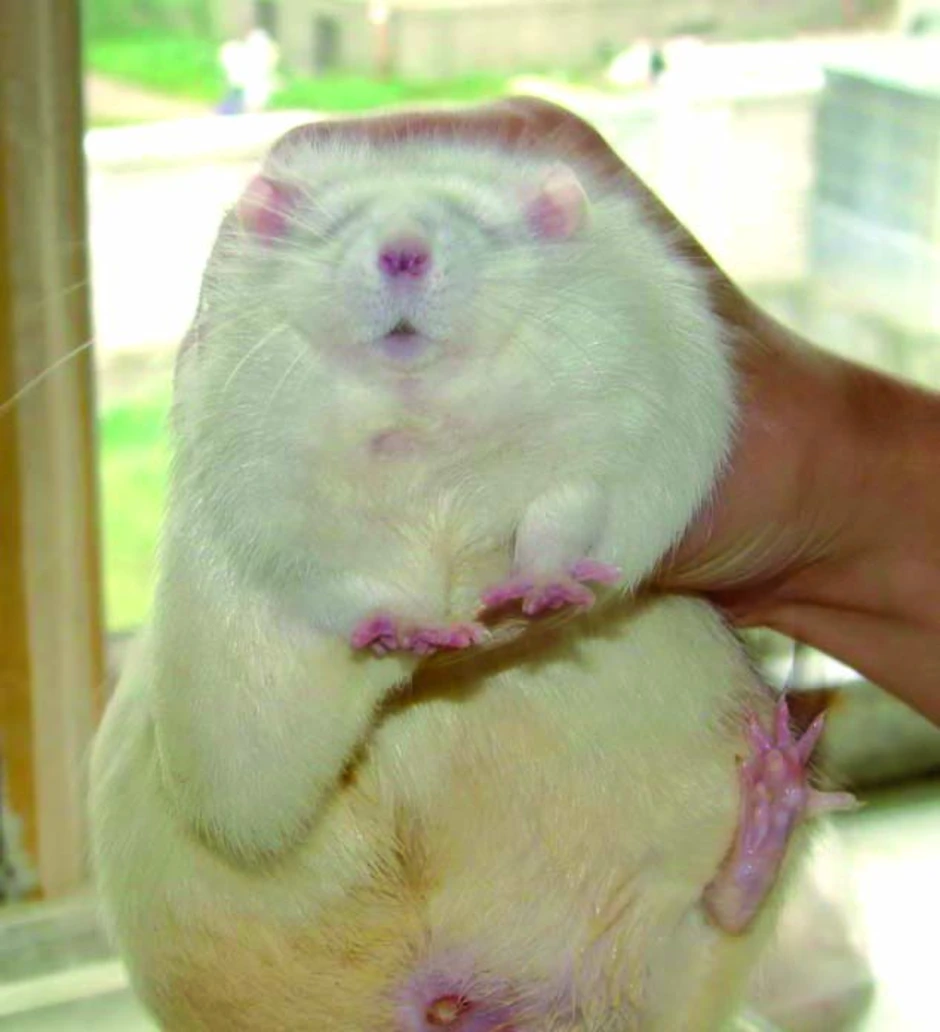 Толстый хомячок. Толстая крыса. Хомяк с ожирением. Упитанный хомяк.
