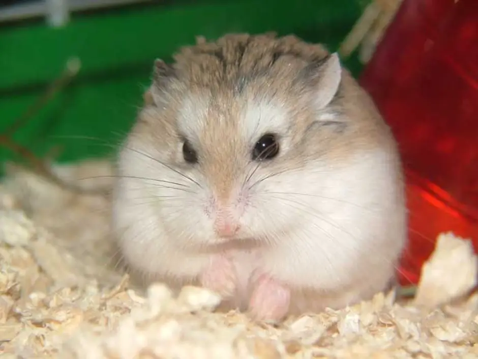 Sad hamster violin hamster. Хомячок Роборовского. Джунгарский хомячок. Джунгарский хомячок фото. Злой хомячок.