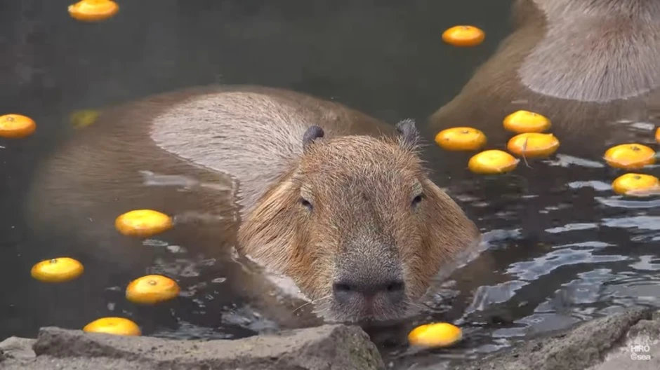Капибара. Капибара плавает. Капибара с мандарином. Капибара с апельсином. Капибара с мандарином на голове