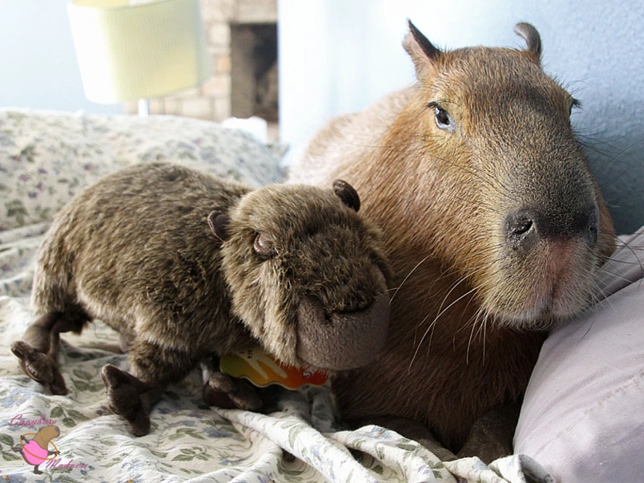 My pets capybaras. Капибара. Капибара свинковые. Капибара и морская Свинка. Капибара и кролик.