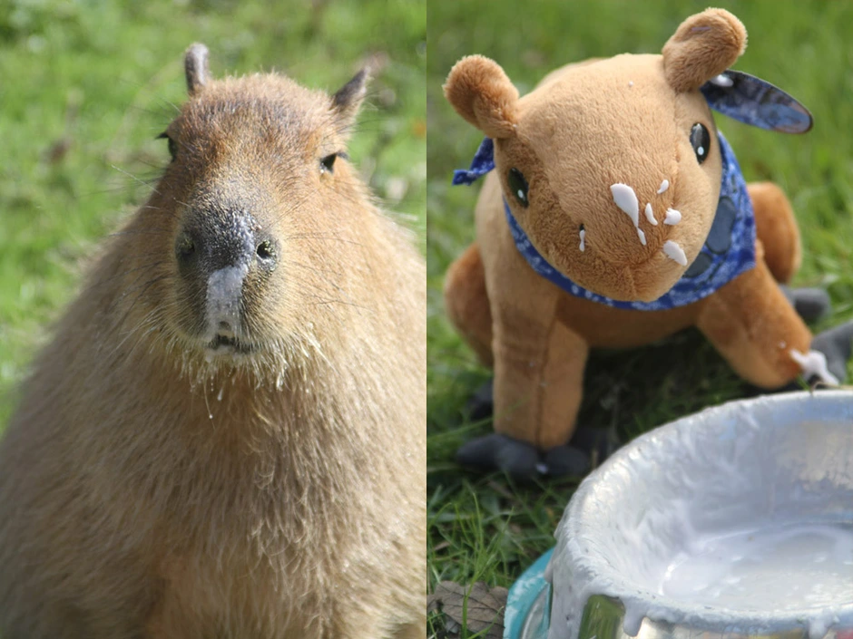 My pets capybaras. Капибара гуль. Плюшевая капибара. Капибара гигачад. Лысая капибара капибара.