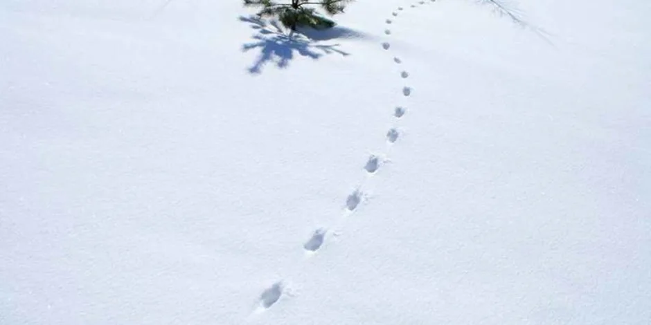 След хорька на снегу фото. Следы лисы на снегу. Следы хоря на снегу. Следы хорька на снегу. Следы лисы на снегу зимой.