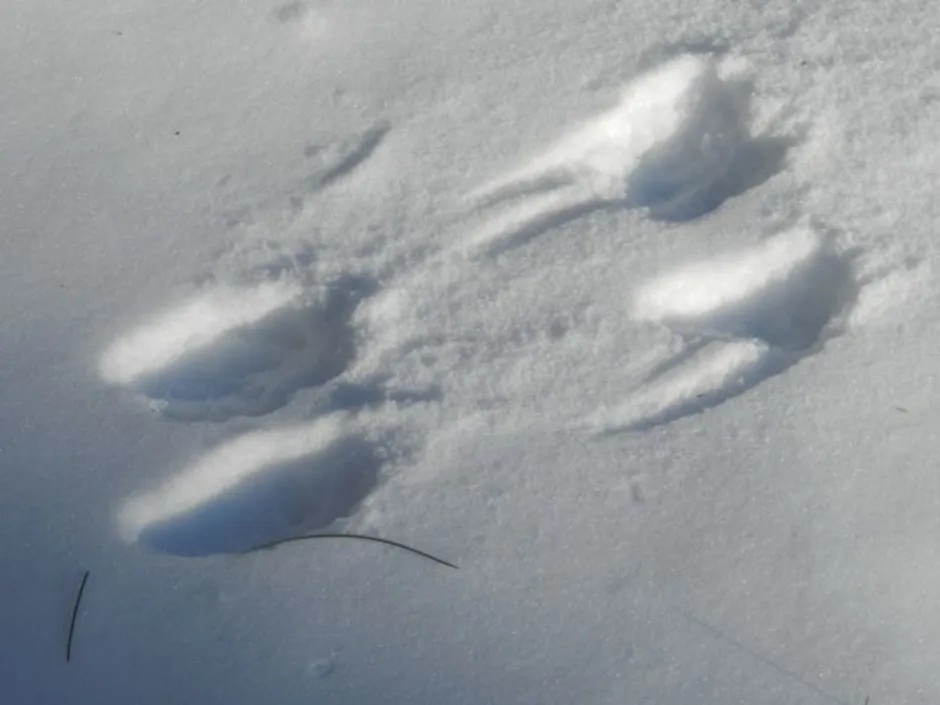 След хорька на снегу фото. Лесная куница следы на снегу. Следы куницы. Следы куницы на снегу. Следы горностая.