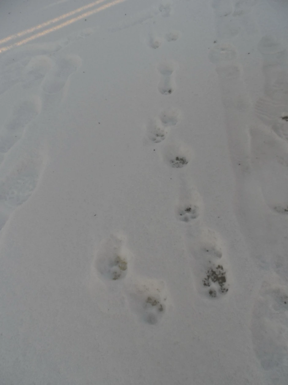 Следы куницы на снегу