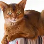 Домашние кошки породы