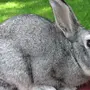 Кролик Породы Шиншилла