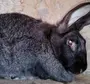 Кролик Породы Шиншилла