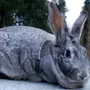 Кролик породы шиншилла